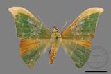 ǦW:Tanaorhinus viridiluteatus