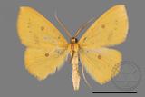 ǦW:Anisephyra ocularia