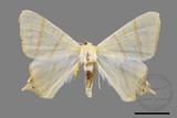 ǦW:Ourapteryx sciticaudaria