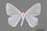 ǦW:Ourapteryx caecata