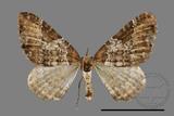 ǦW:Melanthia catenaria mesozona