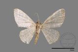 ǦW:Idaea sp.