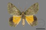 ǦW:Dindica polyphaenaris