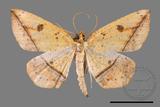 ǦW:Entomopteryx rubridisca