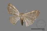 ǦW:Idaea sp.