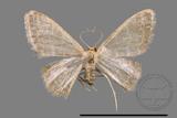 ǦW:Idaea sp.