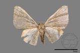 ǦW:Idaea sp.