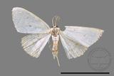 ǦW:Scopula sp.