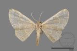 ǦW:Idaea sp.