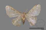 ǦW:Idaea sp.