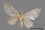 ǦW:Idaea sp.