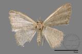 ǦW:Idaea sp.