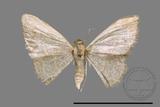 ǦW:Idaea sp.