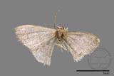 ǦW:Idaea sp.