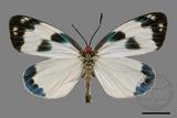 ǦW:Chalcosia pectinicornis