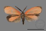 ǦW:Rhodopsona rutila