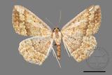 ǦW:Synegia estherodes