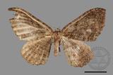 ǦW:Telenomeuta punctimarginaria