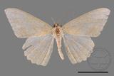 ǦW:Luxiaria mitorrhaphes