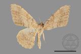 ǦW:Luxiaria mitorrhaphes