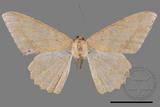 ǦW:Luxiaria mitorrhaphes