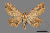 ǦW:Menophra anaplagiata