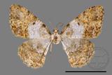 ǦW:Psilalcis albibasis