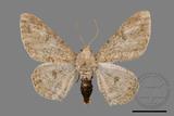 ǦW:Cleora sp.