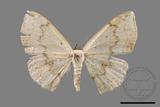 ǦW:Somatina plynusaria