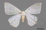 ǦW:Ourapteryx caecata