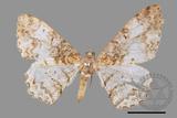 ǦW:Alcis admissaria undularia