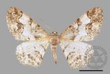 ǦW:Alcis admissaria undularia