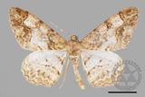 ǦW:Alcis admissaria undularia