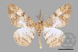 ǦW:Alcis admissaria undularia