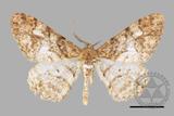 ǦW:Alcis admissaria undularia