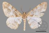 ǦW:Alcis admissaria undularia