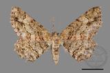 ǦW:Paradarisa chloauges