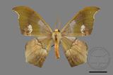 ǦW:Timandromorpha discolor