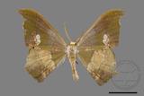 ǦW:Timandromorpha discolor