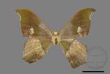 ǦW:Timandromorpha discolor