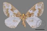 ǦW:Chartographa fabiolaria candida