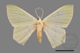 ǦW:Thalassodes immisarius opalinus