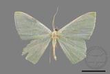 ǦW:Pelagodes antiquadrarius