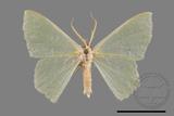 ǦW:Pelagodes antiquadrarius