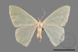 ǦW:Pelagodes antiquadrarius