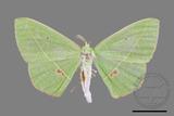 ǦW:Tanaoctenia haliaria