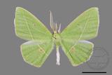 ǦW:Tanaoctenia haliaria