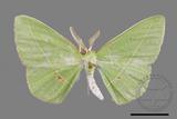 ǦW:Tanaoctenia haliaria