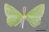 ǦW:Tanaoctenia haliaria