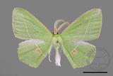 ǦW:Tanaoctenia haliaria